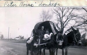 Peter Noyes and his Donkeys